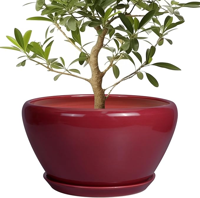 Potted plant in a red pot on a white background