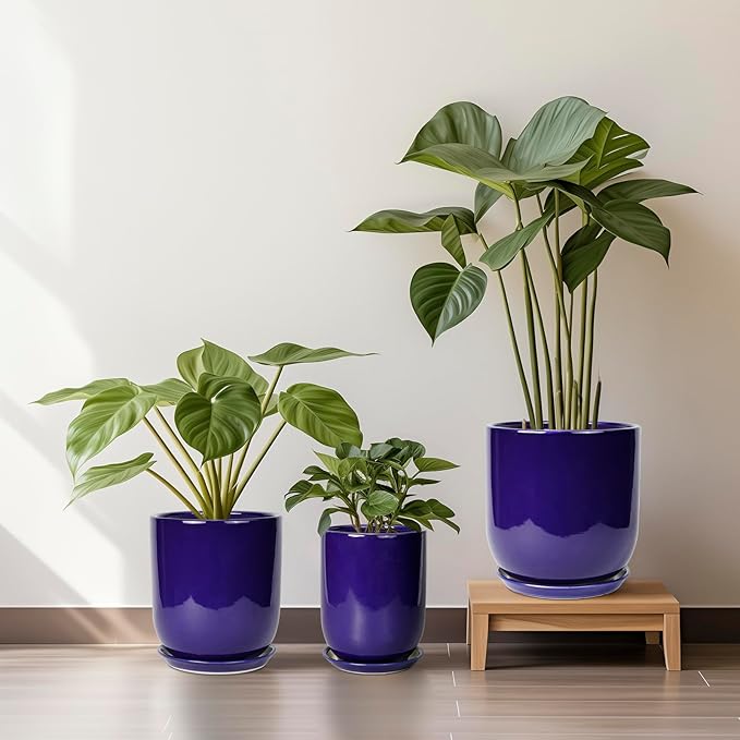 Three potted plants in blue pots on a wooden stand against a white wall.