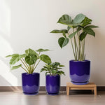 Three potted plants in blue pots on a wooden stand against a white wall.