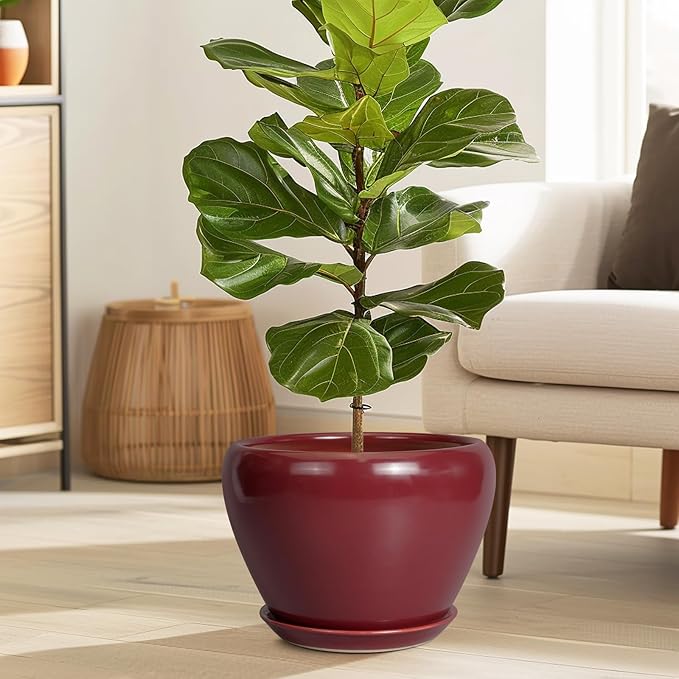 Potted fiddle leaf fig plant in a living room setting