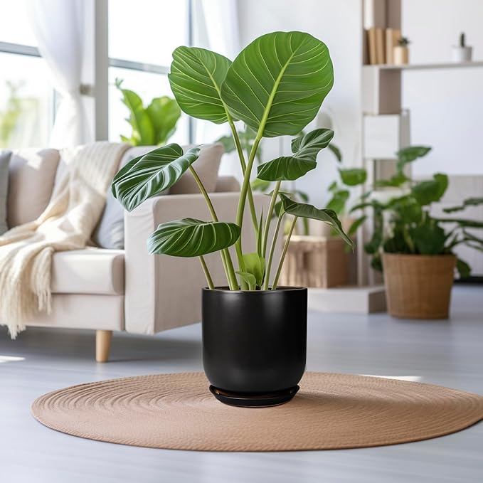 Potted plant on a rug in a living room with a couch and other plants in the background
