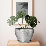 Potted plant on a wooden surface with a framed picture in the background