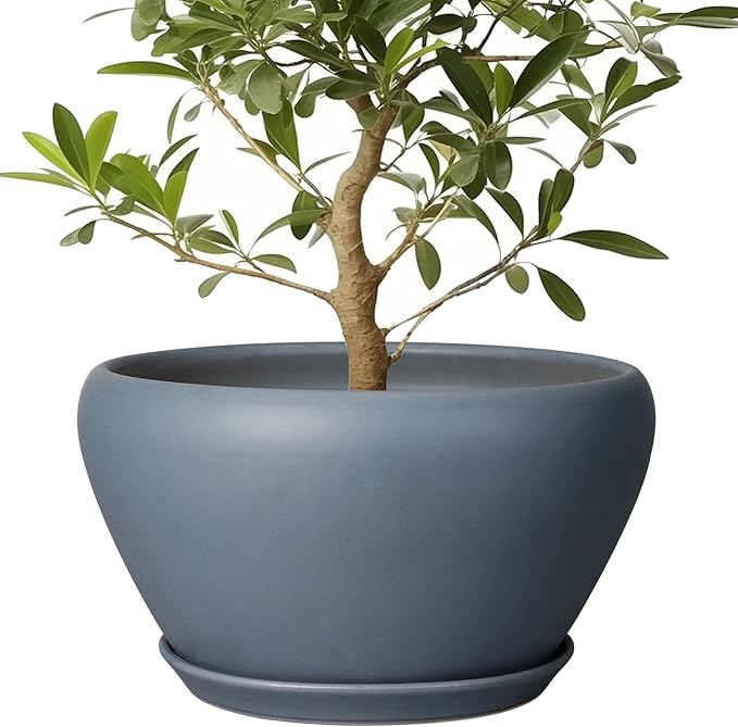 Potted plant with green leaves in a gray pot on a white background