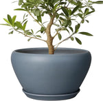 Potted plant with green leaves in a gray pot on a white background