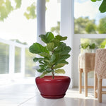 Potted fiddle leaf fig plant in a red pot on a white floor with a blurred background