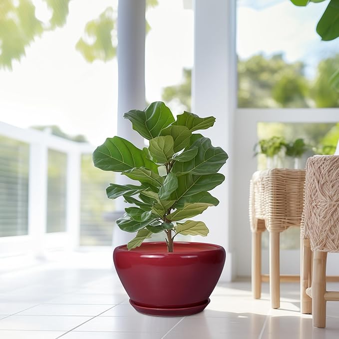 Potted fiddle leaf fig plant in a red pot on a white floor with a blurred background