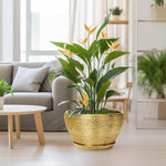 Potted plant in a gold pot on a light wooden floor with a living room background.