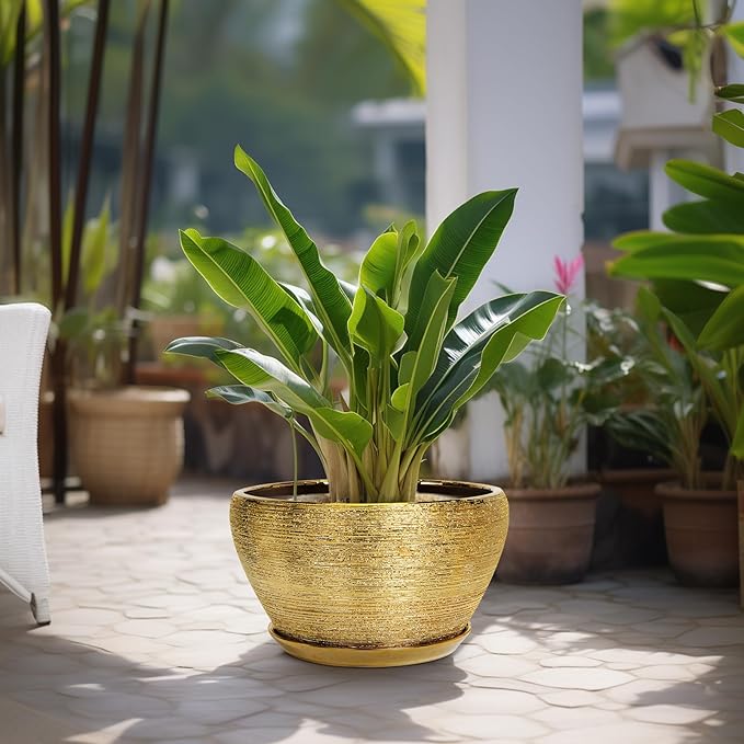 Potted plant in a gold pot on a patio with other plants in the background