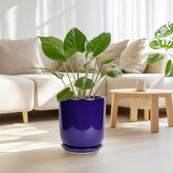 Blue pot with green plant in a living room setting