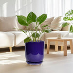 Blue pot with green plant in a living room setting