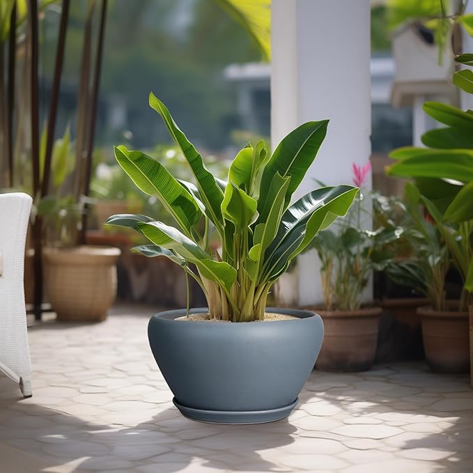 Potted plant on a patio with other plants in the background