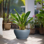 Potted plant on a patio with other plants in the background