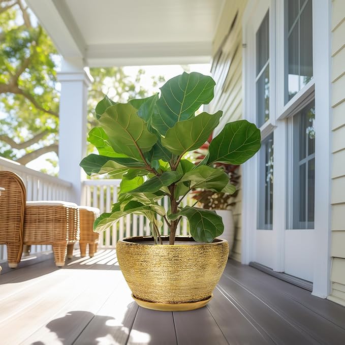 Potted fiddle leaf fig plant on a porch with a house in the background
