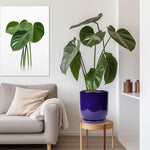 Living room with a potted plant on a small table, a gray sofa with a beige pillow, and a framed plant picture on the wall.