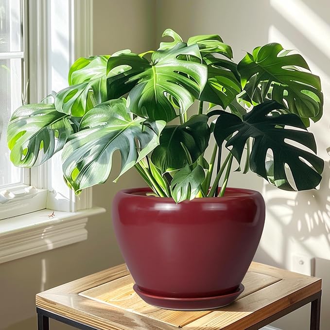 Green potted plant in a red pot on a wooden table with a window in the background