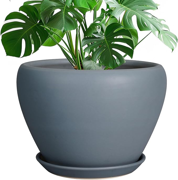 Green potted plant in a gray pot on a white background