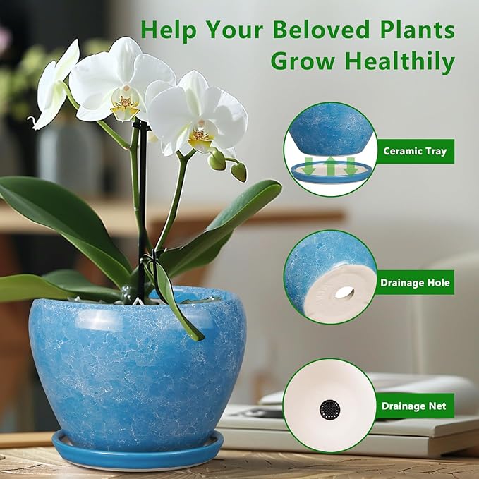 Potted plant with a ceramic tray, drainage hole, and net on a blurred indoor background.
