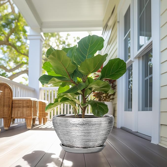 Potted fiddle leaf fig plant on a porch with a house in the background