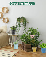 Indoor plants in various pots on a wooden floor with a couch and wall planters in the background.