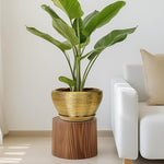 Potted plant on a wooden side table next to a white sofa