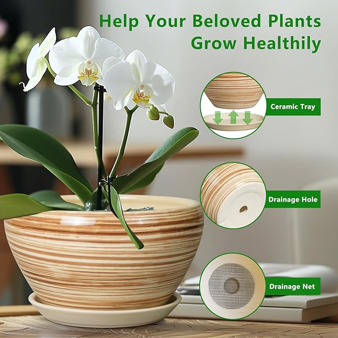 Potted plant with a wooden planter and ceramic tray, emphasizing health and care.