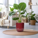 Green potted plant in a red pot on a wooden table in a living room.