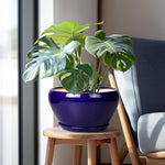 Potted plant in a blue pot on a wooden stool next to a chair.