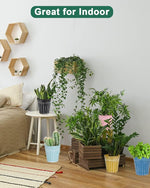 Indoor plants in various pots on a wooden floor with a couch and wall planters in the background.
