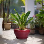 Potted plant with red pot on a patio with other plants in the background