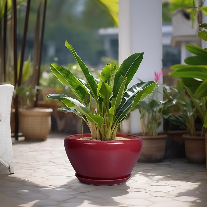 Potted plant with red pot on a patio with other plants in the background