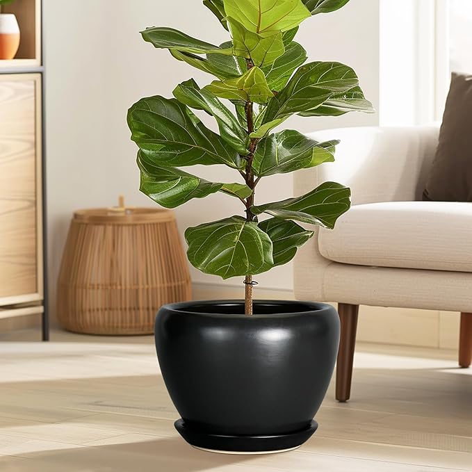 Potted fiddle leaf fig plant in a living room setting