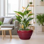 Potted plant with orange flowers in a living room setting