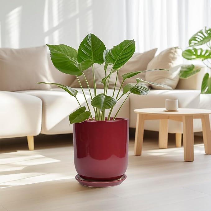 Red pot with green plant in a living room setting