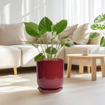 Red pot with green plant in a living room setting