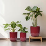 Three potted plants in red and a green plant on a wooden stand against a white wall.