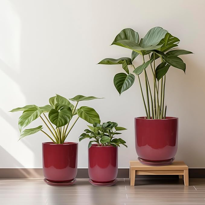 Three potted plants in red and a green plant on a wooden stand against a white wall.