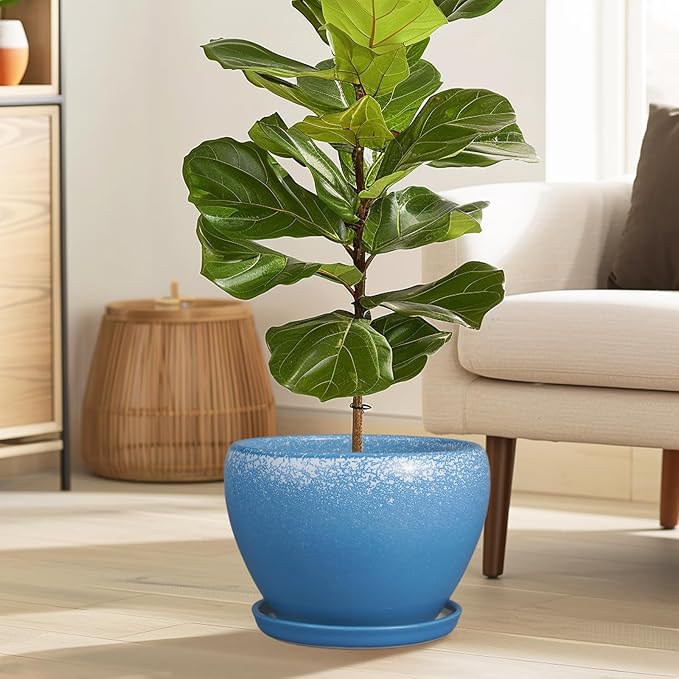 Fiddle leaf fig plant in a blue pot on a wooden floor with a beige sofa and lamp in the background.