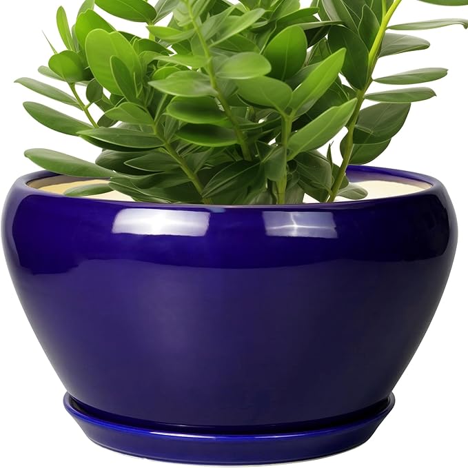 Green potted plant in a blue pot on a white background