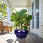 Potted fiddle leaf fig plant on a porch with a blue pot