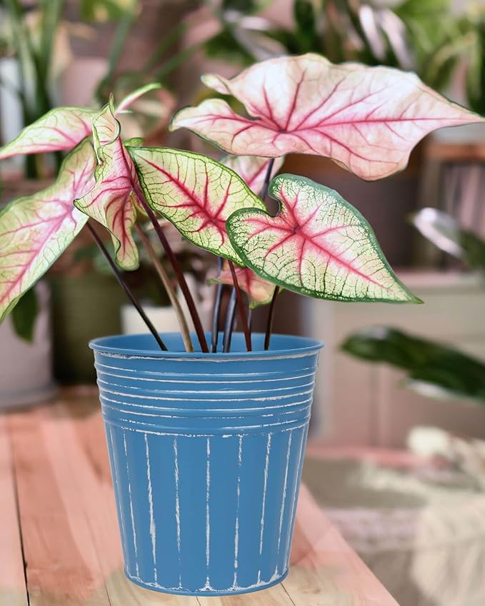 Potted plant with pink and green leaves in a blue pot on a wooden surface.