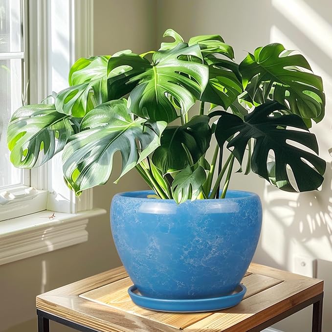 Green potted plant in a blue pot on a wooden table with sunlight streaming in.