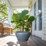 Potted fiddle leaf fig plant on a wooden deck with a house in the background