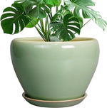 Green potted plant in a matching green pot on a white background