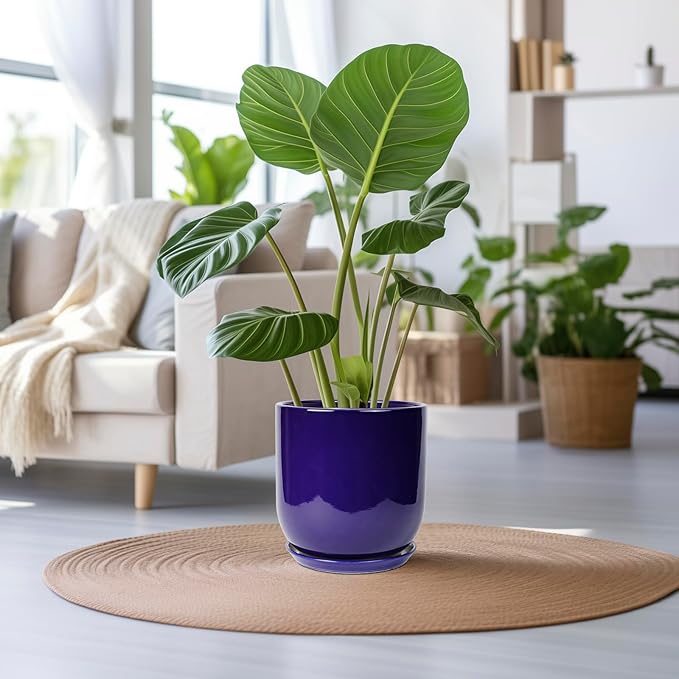 Green potted plant in a blue pot on a wooden table with a living room background