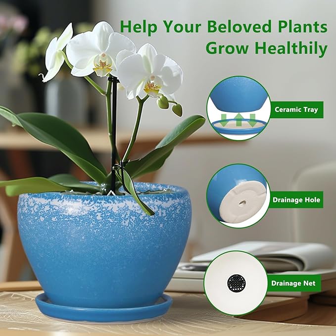 Blue planter with white orchid on a desk, featuring a ceramic tray, drainage hole, and drainage net.