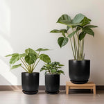 Three potted plants on a wooden stool against a neutral wall.