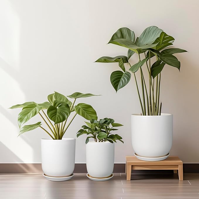 Three potted plants in white pots on a wooden surface with a light background