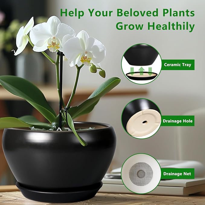 Black pot with white orchid and features highlighted on a blurred indoor background