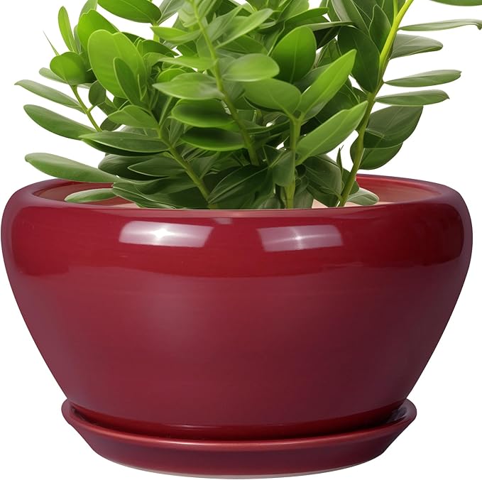 Green potted plant in a red pot on a white background