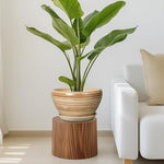 Potted plant on a wooden stool in a living room setting with a white sofa.